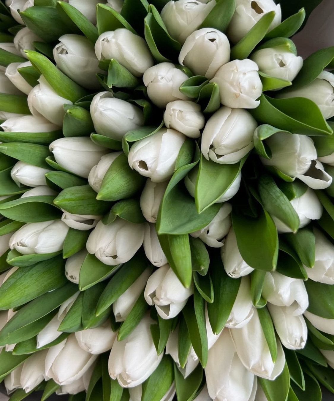 SNOW TULIPS | BQ BOUQUET | SAME-DAY FLOWERS DELIVERY ANY TIME